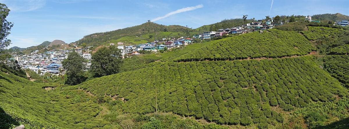 Tea plantations in Munnar