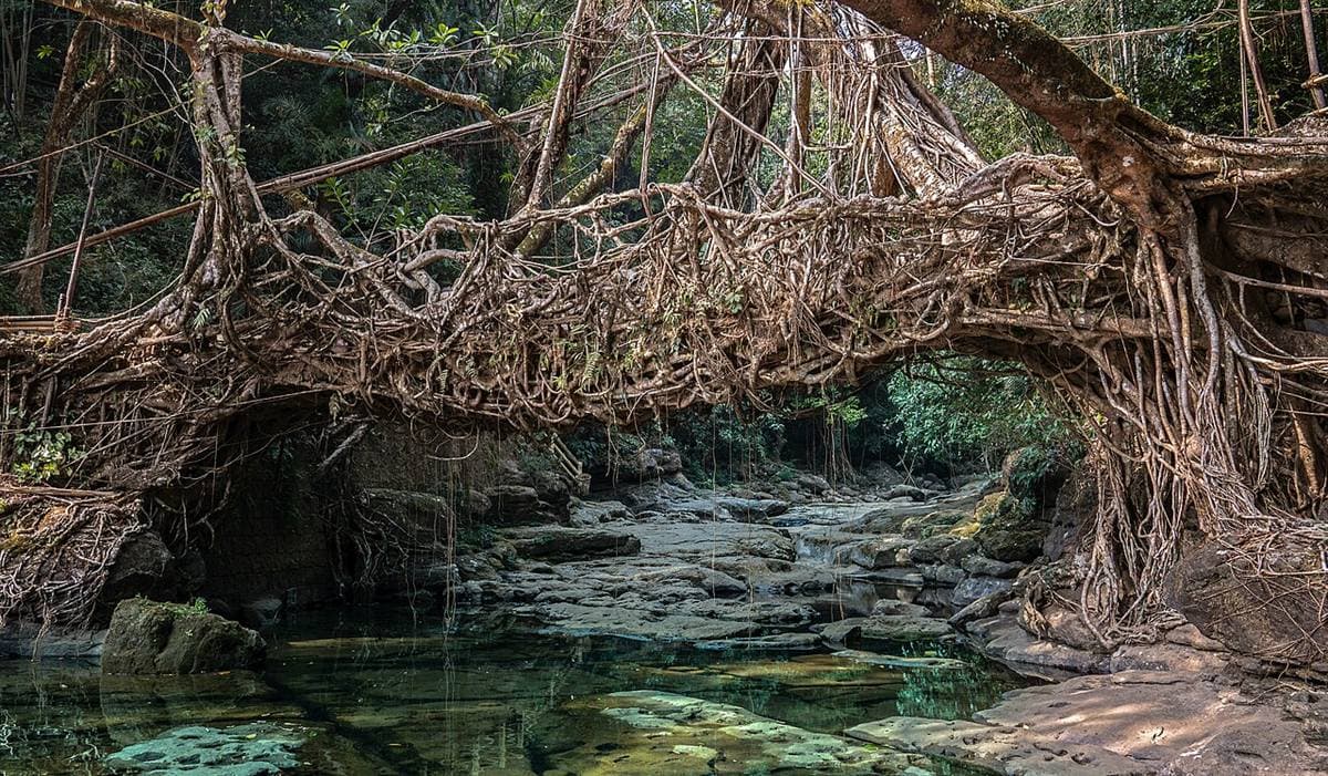 Living root bridge, Meghalaya